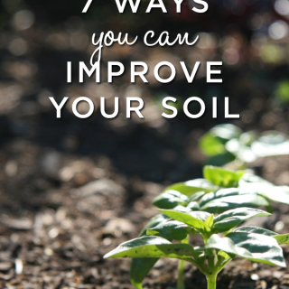 7 ways you can improve your soil for a healthier and more productive garden
