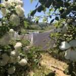 Beautiful white laundry on a clothesline in Sonoma