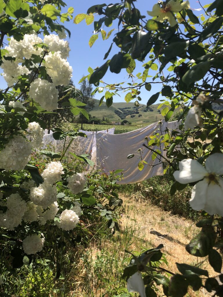 Beautiful white laundry on a clothesline in Sonoma