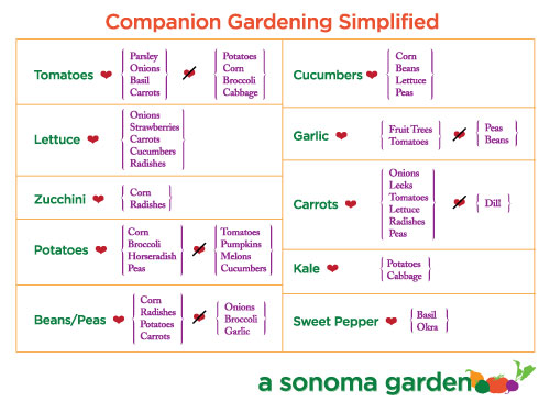 companion gardening chart