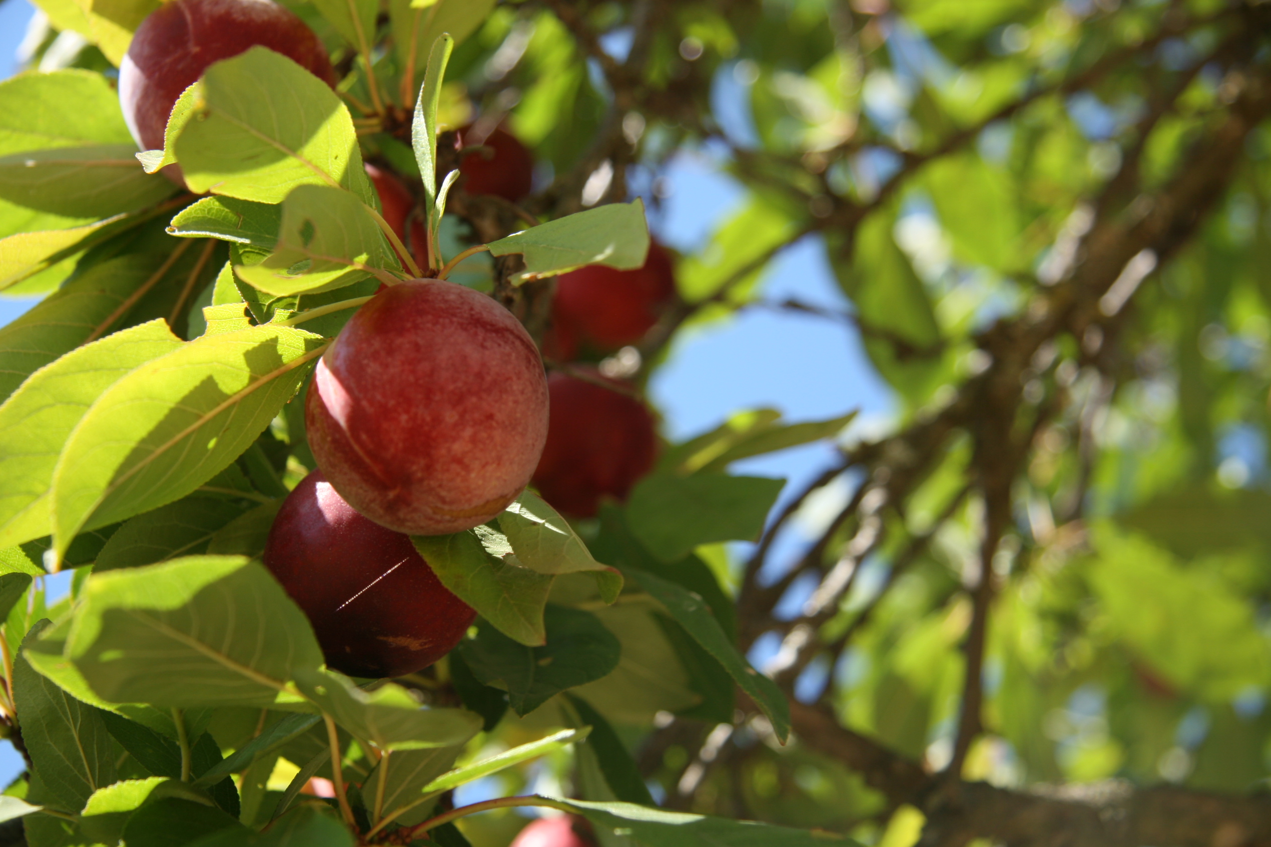 Ripe Santa Rosa Plums