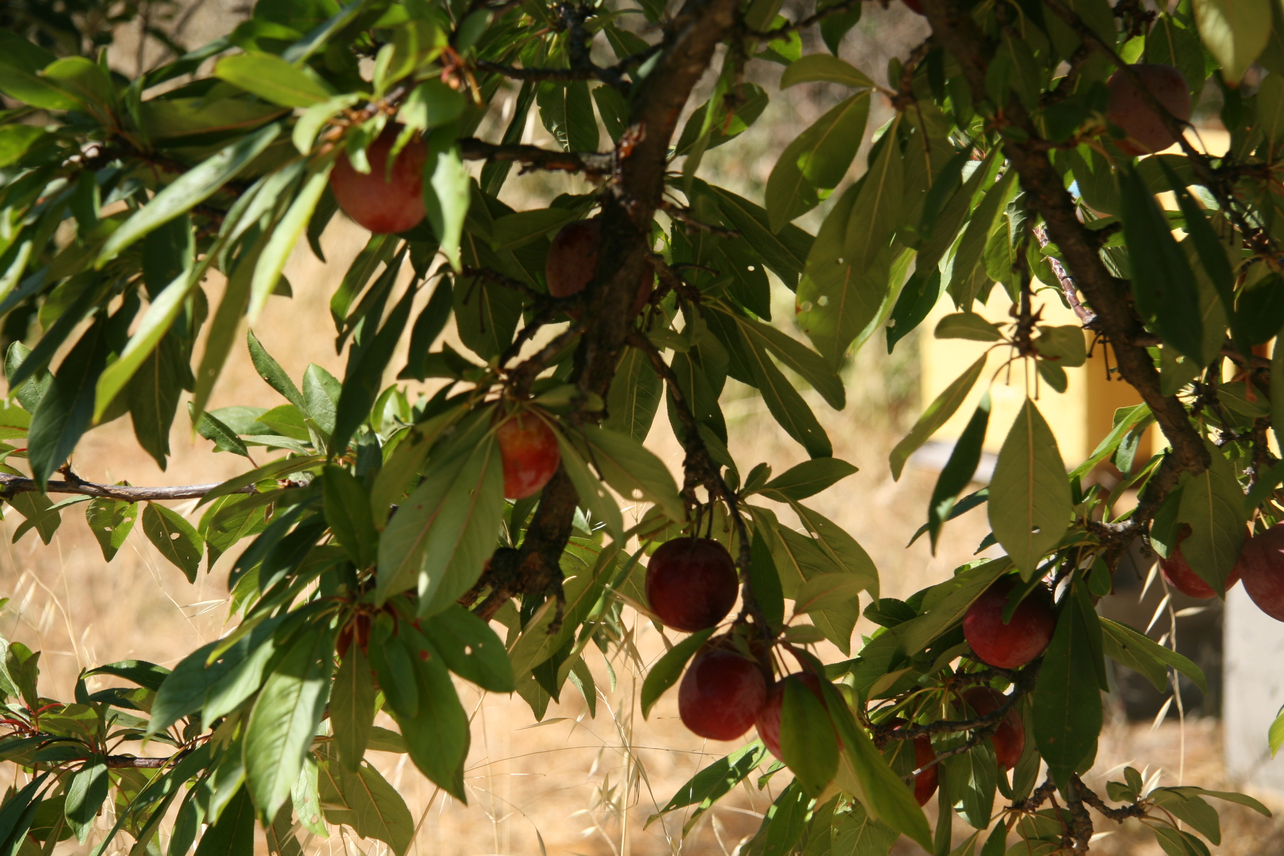 Ripe Santa Rosa Plums