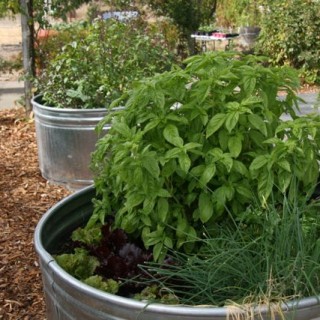 Basil in October