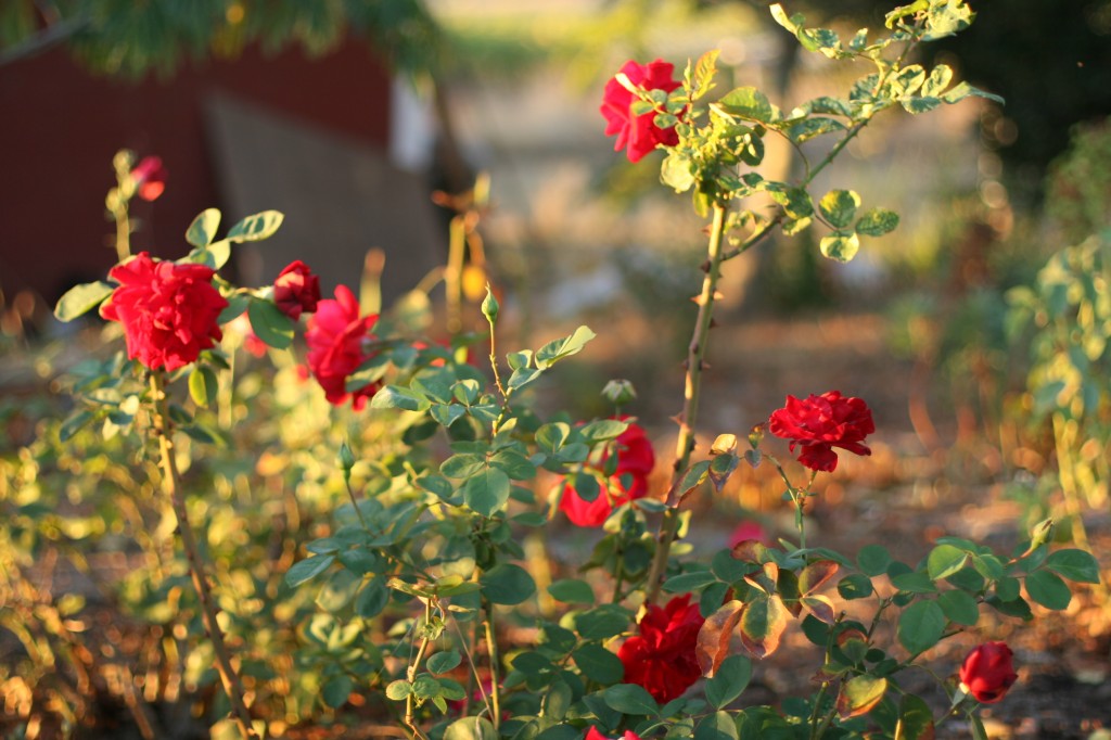 Fall Roses in Bloom