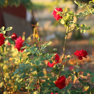 Fall Roses in Bloom