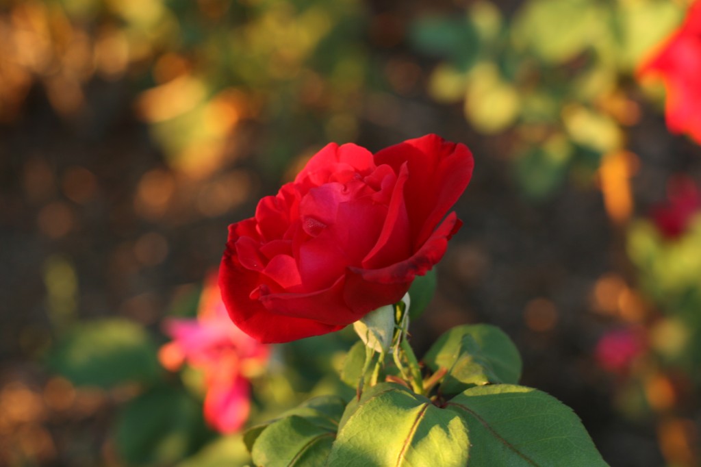 Fall Roses in Bloom