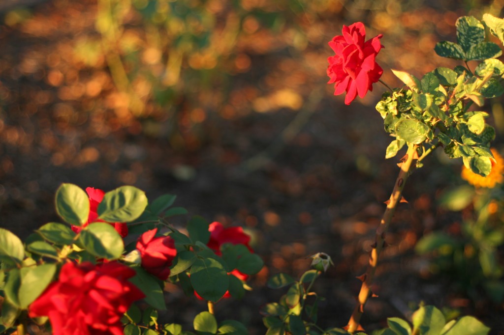 Fall Roses in Bloom