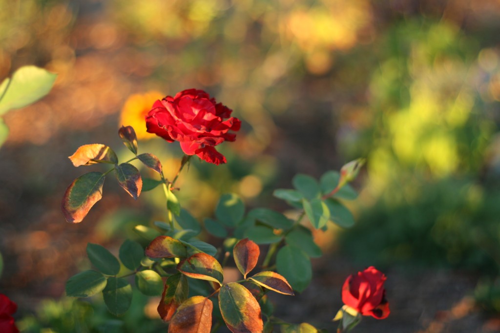 Fall Roses in Bloom