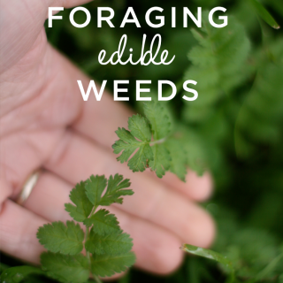 Great write up about foraging for edible weeds in your own backyard