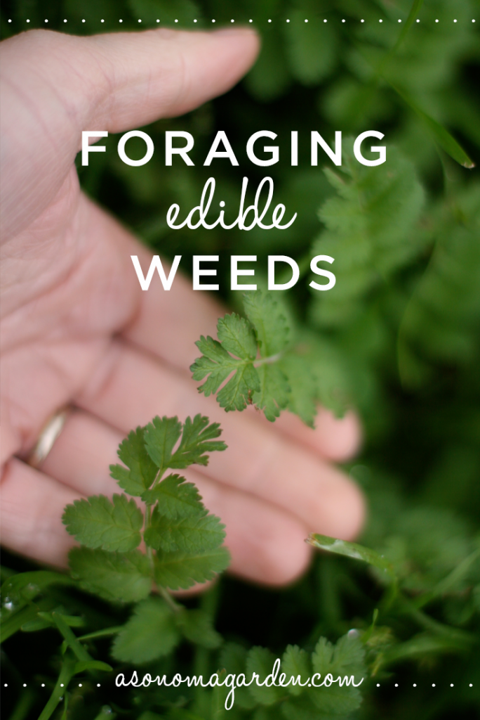 Great write up about foraging for edible weeds in your own backyard