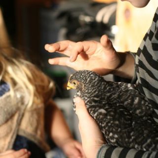 Four New Barred Rock Chicks