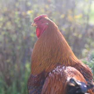The pros and cons of keeping a rooster