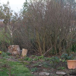 January in a Sonoma Garden