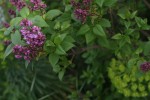 IMG_9453