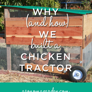 Chicken-Tractor