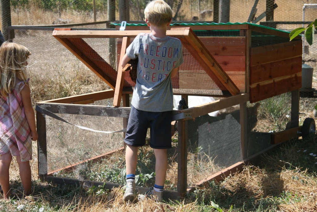 how to build a chicken tractor