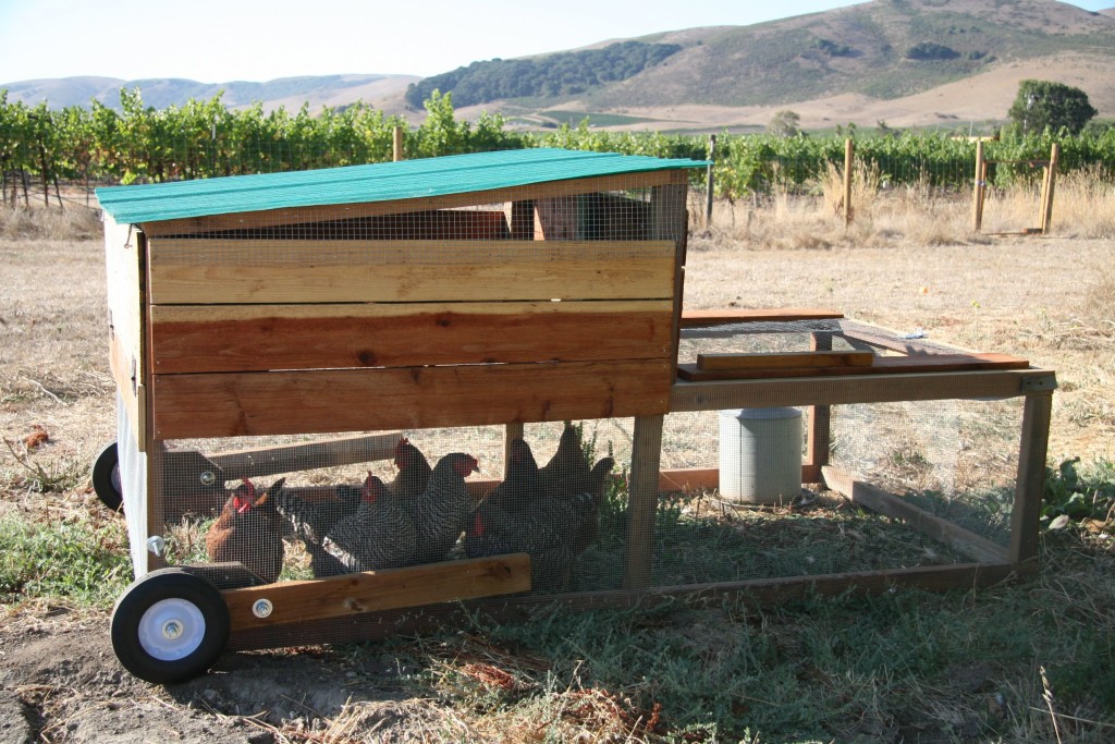 how to build a chicken tractor