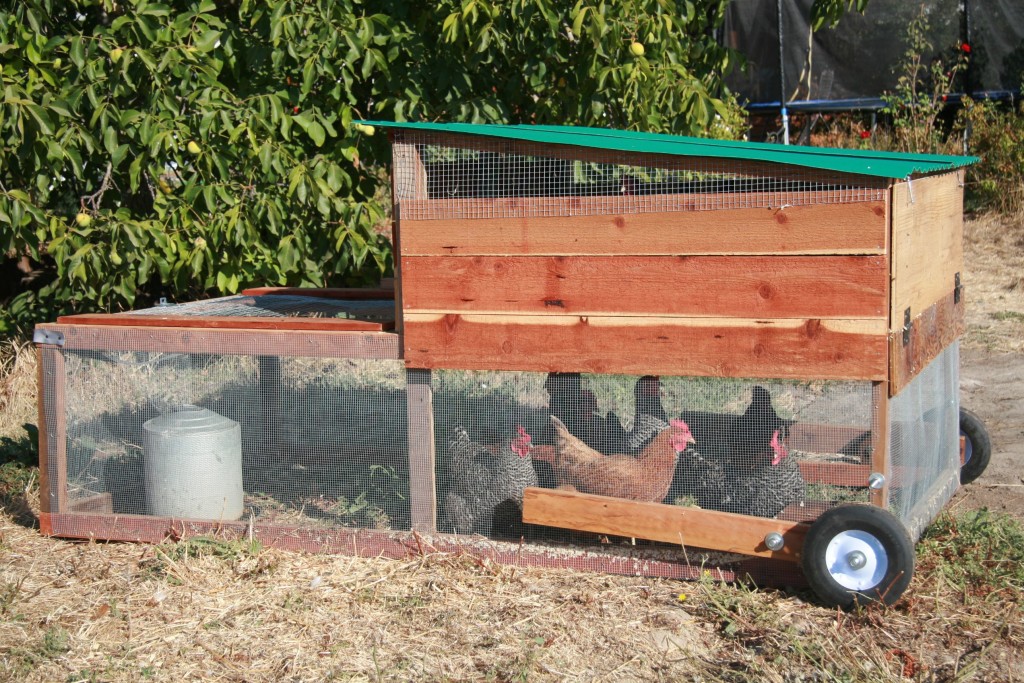 how to build a chicken tractor
