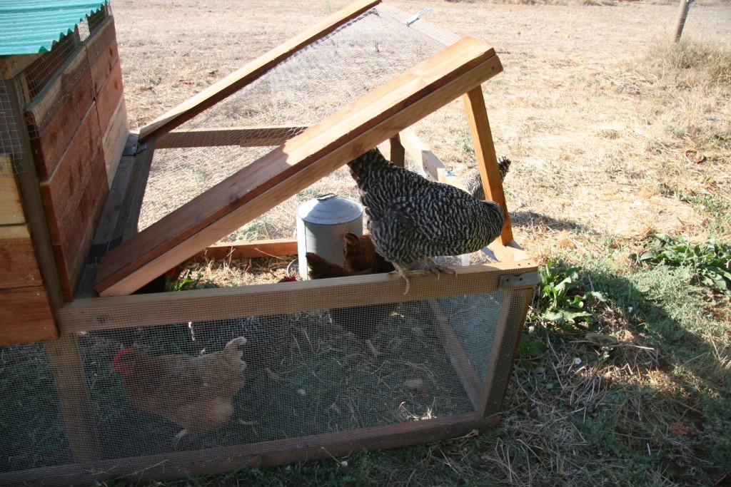 how to build a chicken tractor
