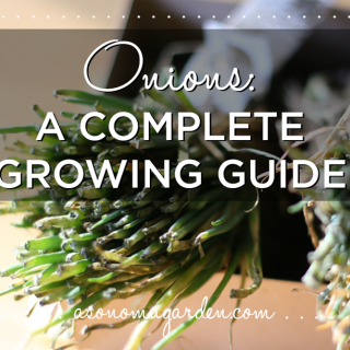 Onions: A Complete Growing Guide