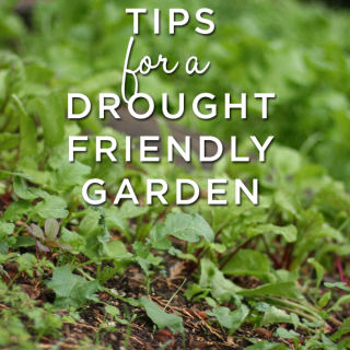 Tips everyone can use to help garden in a drought year.