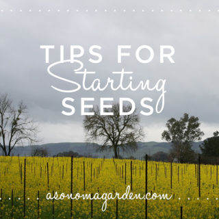 Tips for Starting Seeds