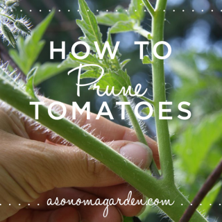 How to Prune Tomatoes