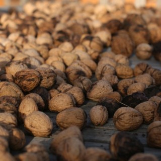 fresh picked walnuts drying out before storage