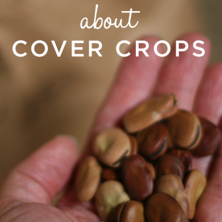Learn all about cover crops